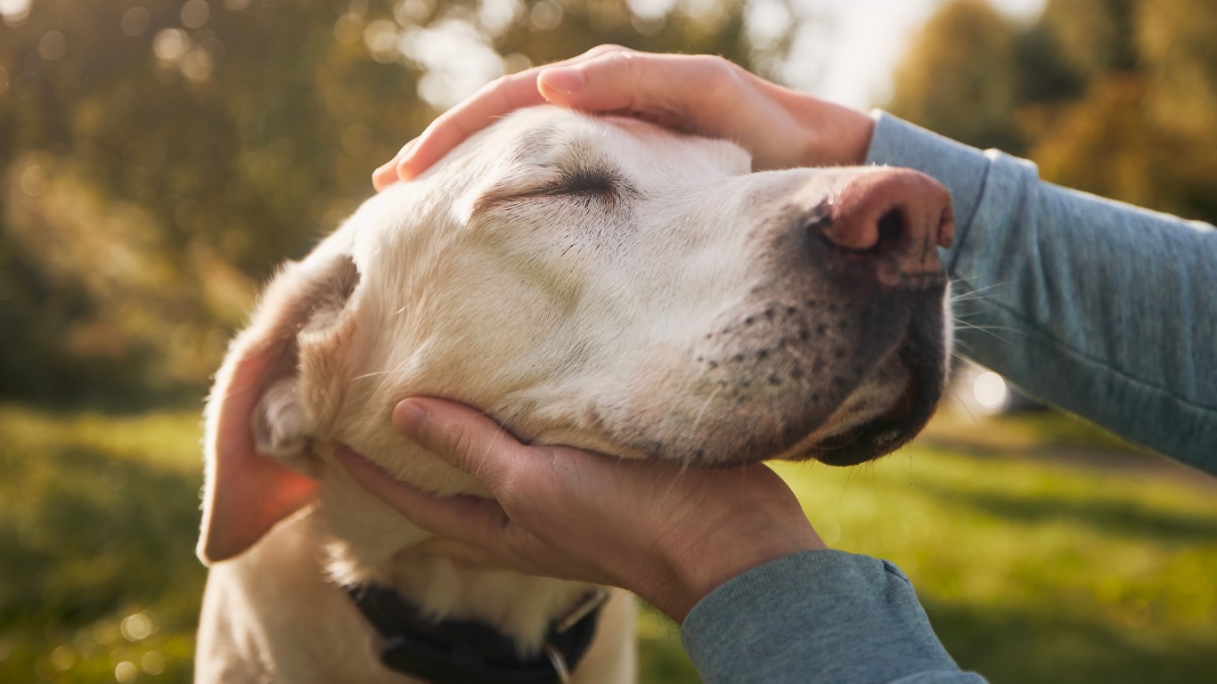 Hands gently petting a happy labrador in golden afternoon light